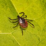 Tique à pattes noires (Ixodes scapularis), image libre de droits © Pixabay